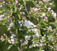 Malus Sieversii apple flowers